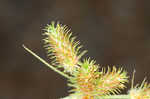 Saltmarsh umbrella-sedge